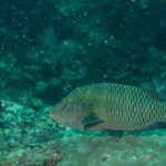 Un pez napoleón joven más grande sobre un macizo de coral, pardo verdoso, con dos trazos negros detrás del ojo, la frente todavía sin joroba y los costados cubiertos de una red de líneas claras
