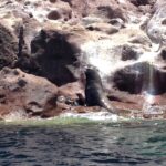 Un macho de lobo marino de California erguido sobre una roca rosa al borde del agua, con una cría a su lado, en Los Islotes