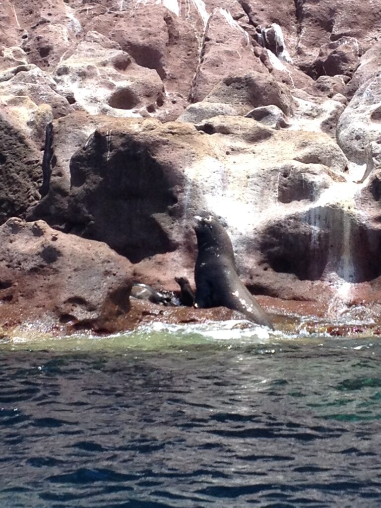 Un macho de lobo marino de California erguido sobre una roca rosa al borde del agua, con una cría a su lado, en Los Islotes