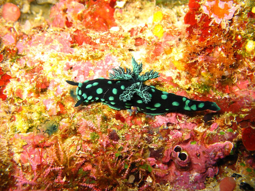 Un nudibranquio negro salpicado de manchas verde turquesa, con las branquias ramificadas erguidas sobre el dorso, que se arrastra por una pared tapizada de esponjas rojas, rosas y amarillas.