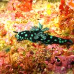 Un nudibranquio negro salpicado de manchas verde turquesa, con las branquias ramificadas erguidas sobre el dorso, que se arrastra por una pared tapizada de esponjas rojas, rosas y amarillas.