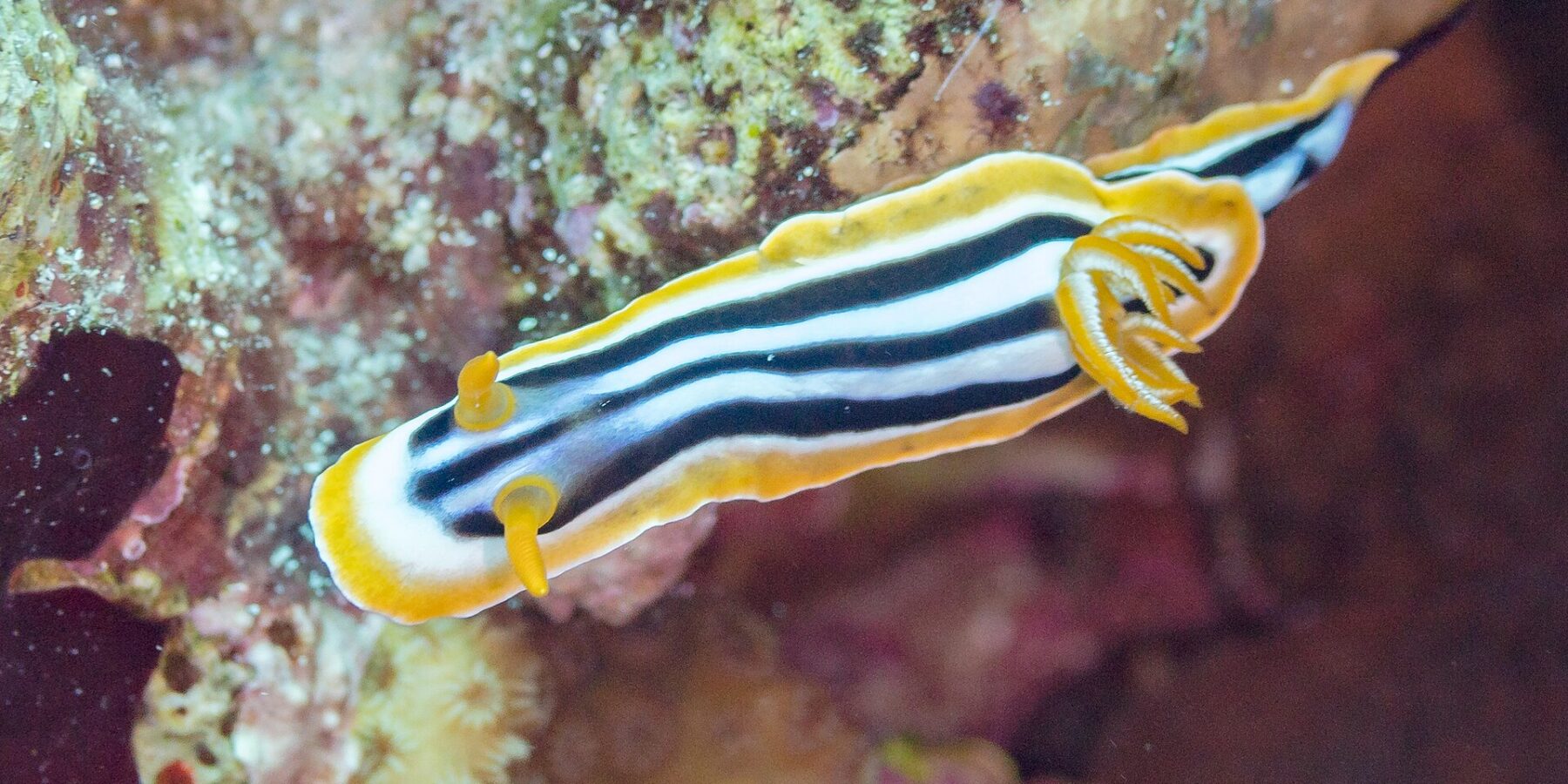 Un nudibranquio alargado con rayas negras y blanco azulado, ribeteado de naranja, con dos rinóforos naranjas erguidos delante y un penacho de branquias naranja detrás, sobre el arrecife