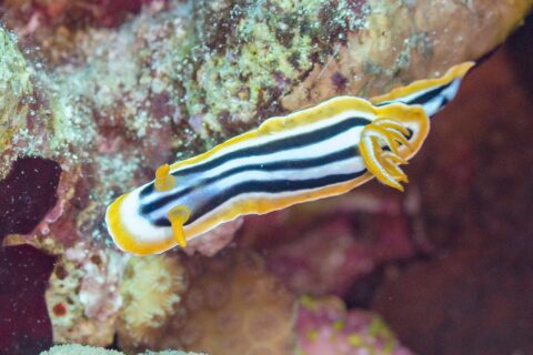 Un nudibranquio alargado con rayas negras y blanco azulado, ribeteado de naranja, con dos rinóforos naranjas erguidos delante y un penacho de branquias naranja detrás, sobre el arrecife