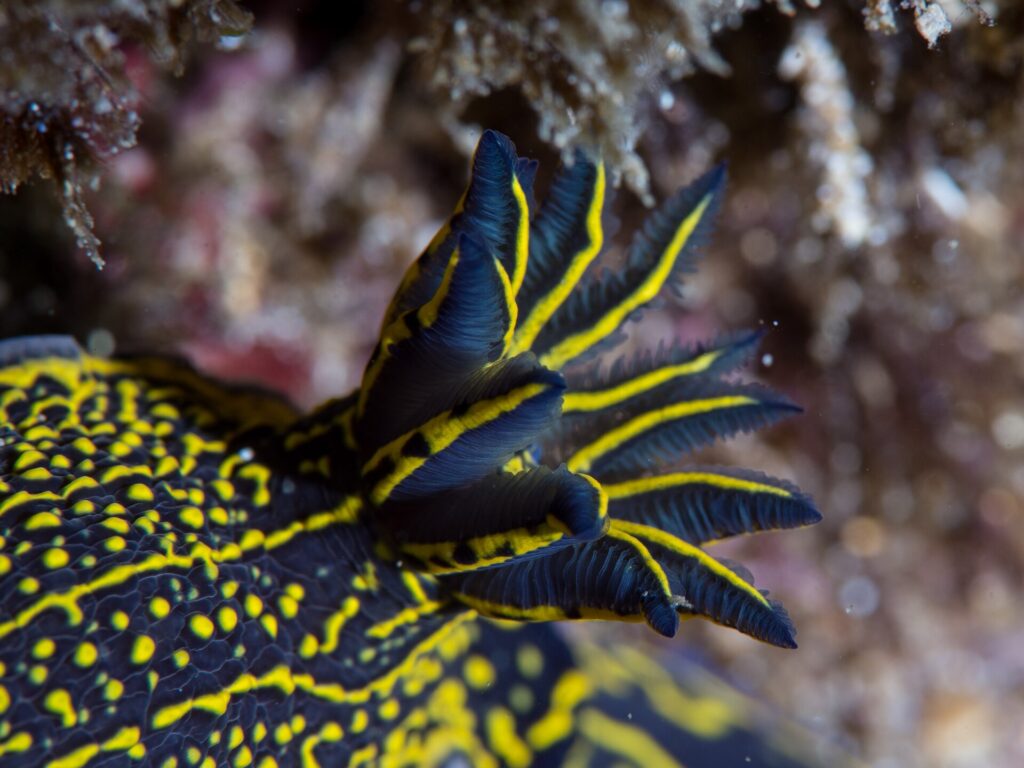 Primer plano del penacho de branquias plumosas de un nudibranquio azul noche, con cada hoja ribeteada de amarillo, sobre un dorso salpicado de puntos y líneas amarillas
