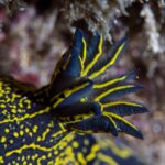 Primer plano del penacho de branquias plumosas de un nudibranquio azul noche, con cada hoja ribeteada de amarillo, sobre un dorso salpicado de puntos y líneas amarillas