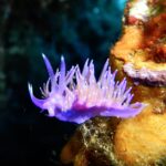 Una flabelina violeta sobre una esponja naranja, con el dorso erizado de ceratas violetas de centro naranja y punta blanca, y dos rinóforos anillados erguidos en la cabeza