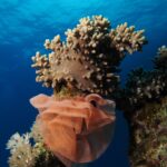 Una gran puesta de nudibranquio en forma de cinta rosa salmón, plisada como una gorguera, enrollada al pie de un coral blando bajo la superficie