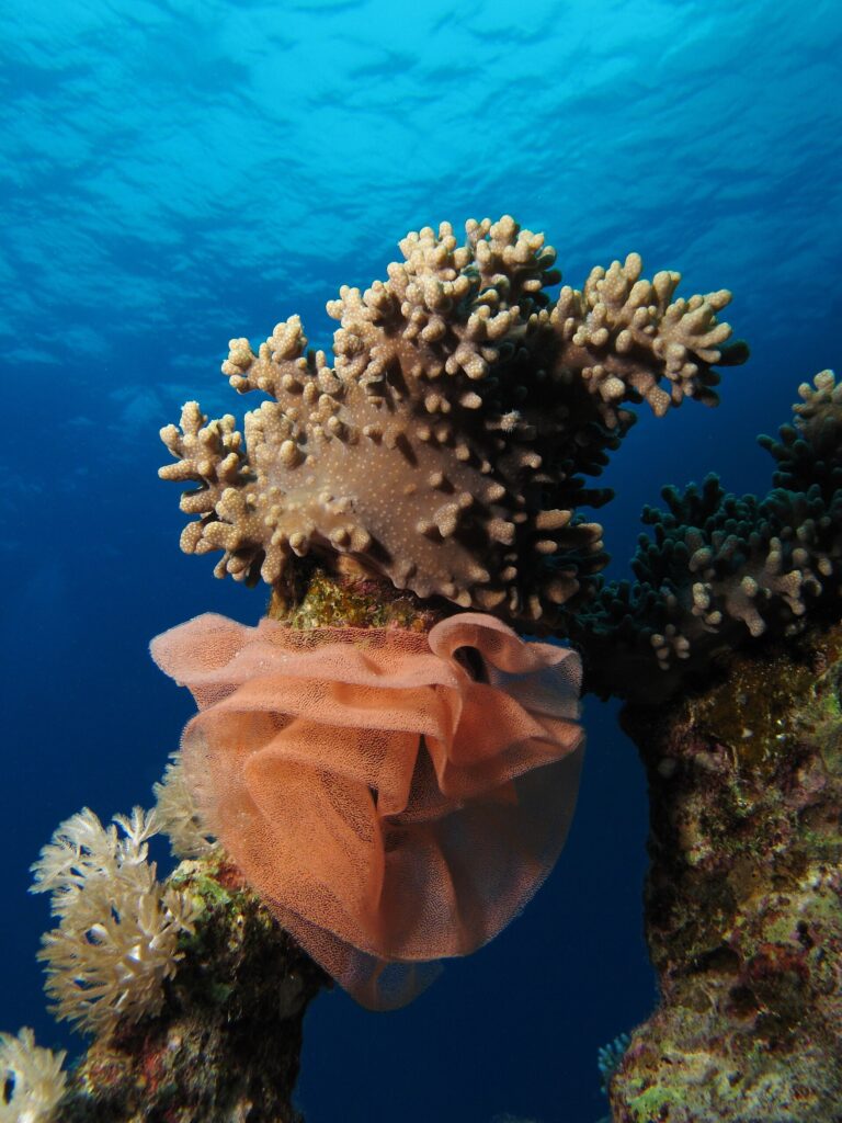 Una gran puesta de nudibranquio en forma de cinta rosa salmón, plisada como una gorguera, enrollada al pie de un coral blando bajo la superficie