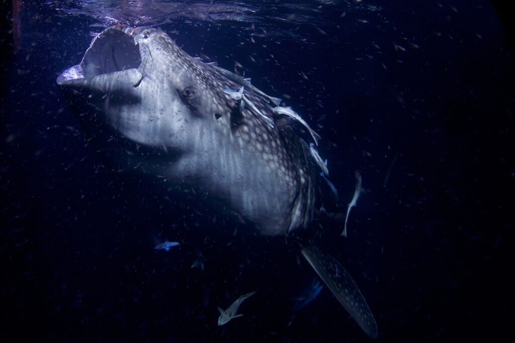 Retrato de frente de un tiburón ballena con la boca abierta, de noche, en un agua negra llena de plancton, con rémoras pegadas a la cabeza