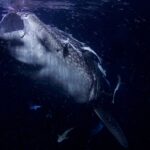 Retrato de frente de un tiburón ballena con la boca abierta, de noche, en un agua negra llena de plancton, con rémoras pegadas a la cabeza