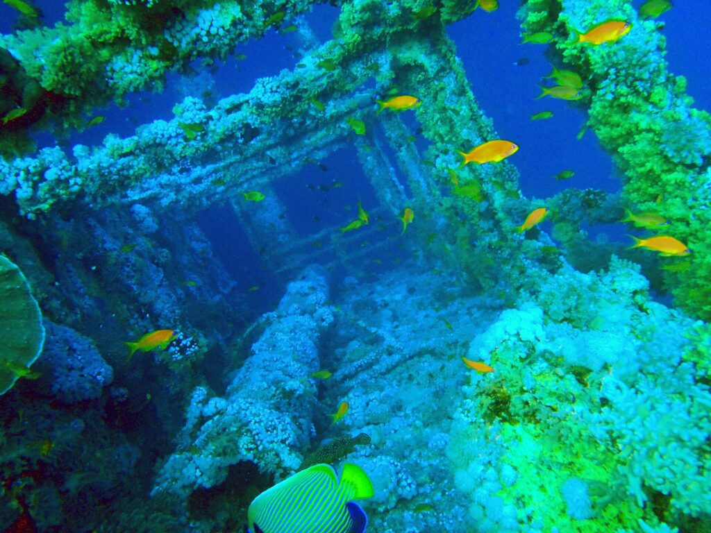 Las superestructuras del Numidia cubiertas de corales blandos, con anthias naranjas alrededor y un pez ángel emperador en primer plano, en un agua azul verdosa