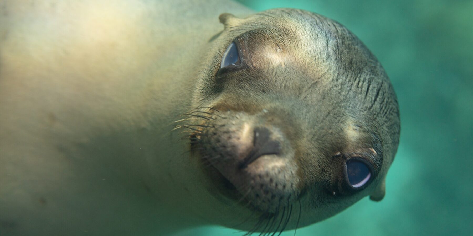 Primer plano de la cabeza de un lobo marino de California joven que mira al objetivo, con el hocico hacia delante y bigotes claros, en agua turquesa