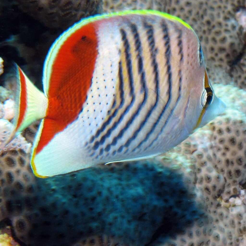 Un pez mariposa coronado, blanco con rayas negras y el dorso rojo, en primer plano delante de un coral