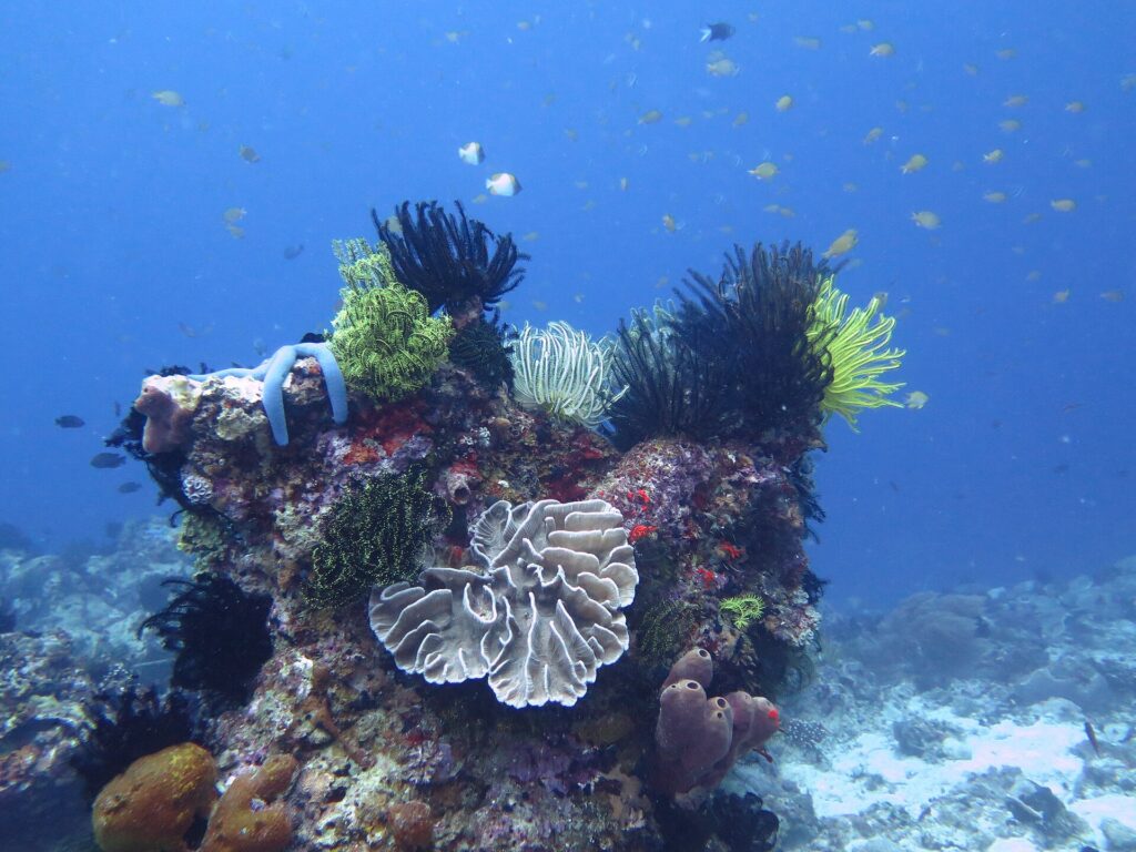 Una cabeza de coral cubierta de comátulas negras, amarillas y blancas, con una estrella de mar azul, un coral foliáceo pálido en el centro y esponjas tubulares malva, bajo una nube de pececillos en el azul.