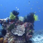 Una cabeza de coral cubierta de comátulas negras, amarillas y blancas, con una estrella de mar azul, un coral foliáceo pálido en el centro y esponjas tubulares malva, bajo una nube de pececillos en el azul.