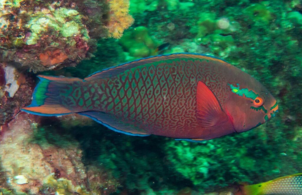 Un pez loro oscuro de escamas rojas ribeteadas de verde, con el ojo naranja y una mancha verde en la mejilla, frente a la pared verdosa de Hin Daeng