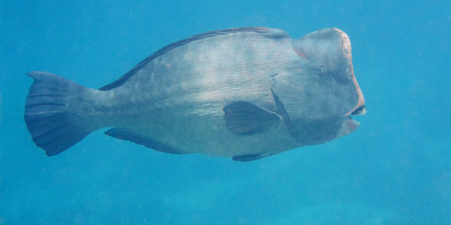 Un pez loro jorobado adulto de perfil en pleno azul, con la frente vertical coronada por una joroba y las placas dentales blancas visibles en la punta del hocico
