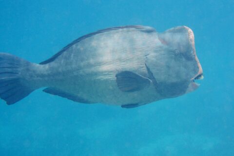Un pez loro jorobado adulto de perfil en pleno azul, con la frente vertical coronada por una joroba y las placas dentales blancas visibles en la punta del hocico