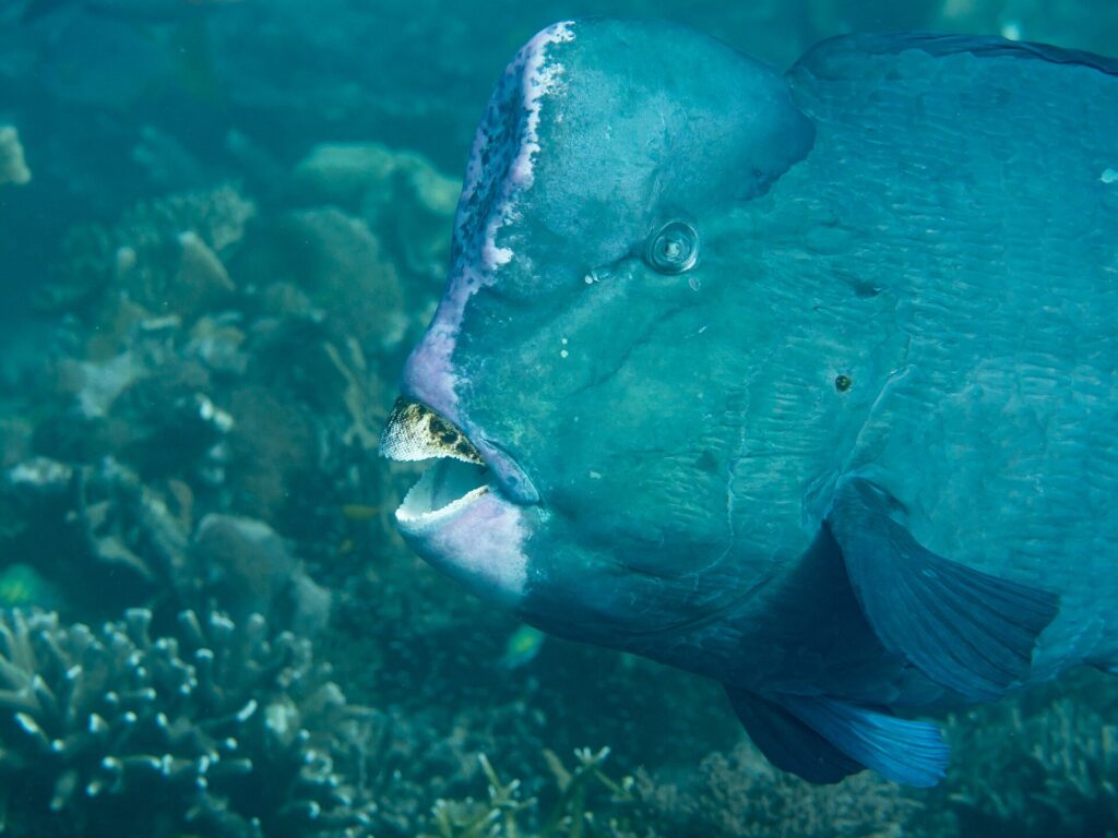 Primer plano de la cabeza de un pez loro jorobado adulto, con la joroba de la frente ribeteada de rosa pálido y las placas dentales blancas al descubierto entre los labios, delante de un arrecife