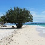 Una playa de arena blanca donde un gran árbol frondoso da sombra a una tumbona, con chozas de techo de paja a la izquierda y el mar turquesa que rompe suavemente a la derecha, bajo un cielo azul.