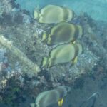 Cuatro peces murciélago orbiculares sobre una chapa del Thistlegorm cubierta de corales blandos