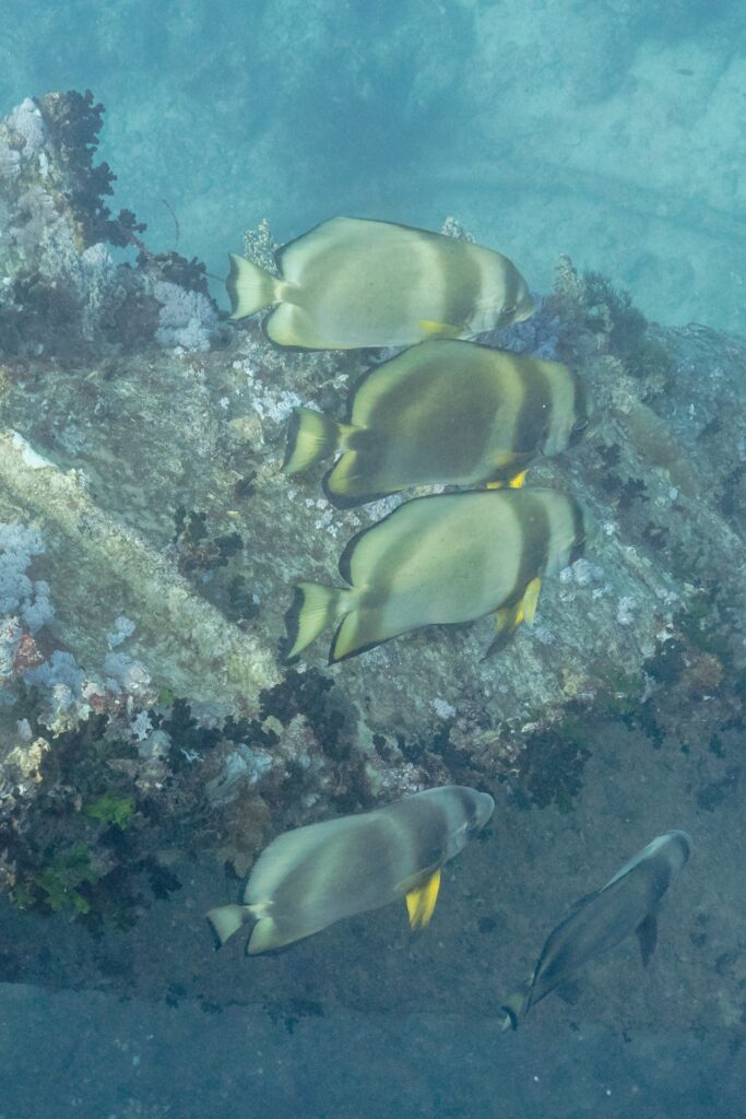 Cuatro peces murciélago orbiculares sobre una chapa del Thistlegorm cubierta de corales blandos