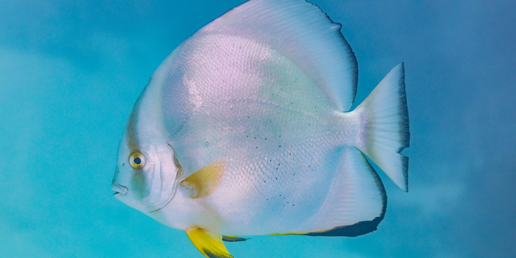 Un pez murciélago orbicular de perfil, con el cuerpo en forma de disco plateado y las aletas pélvicas amarillas, en pleno azul
