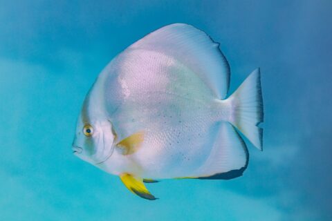 Un pez murciélago orbicular de perfil, con el cuerpo en forma de disco plateado y las aletas pélvicas amarillas, en pleno azul