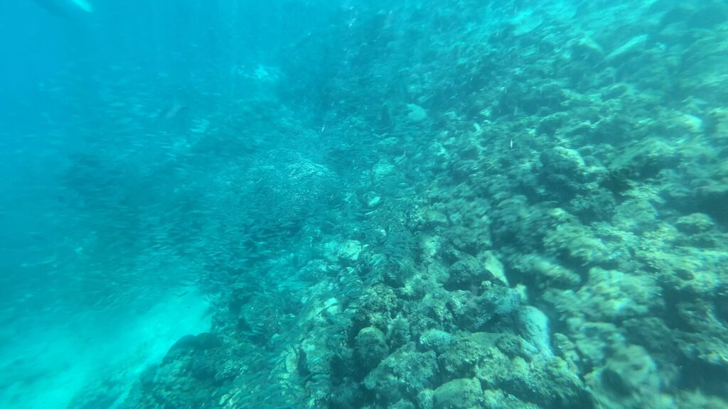 Un fondo de rocas y corales en pendiente en un agua turquesa algo velada, bordeado por un banco difuso de pequeños peces plateados, con una franja de arena abajo a la izquierda.