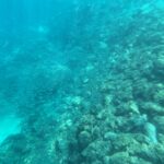 Un fondo de rocas y corales en pendiente en un agua turquesa algo velada, bordeado por un banco difuso de pequeños peces plateados, con una franja de arena abajo a la izquierda.