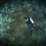 Visto desde arriba, un buceador con traje a rayas sostiene una cámara sobre un amplio campo de corales blandos verde oliva, rodeado de arrecife y arena.