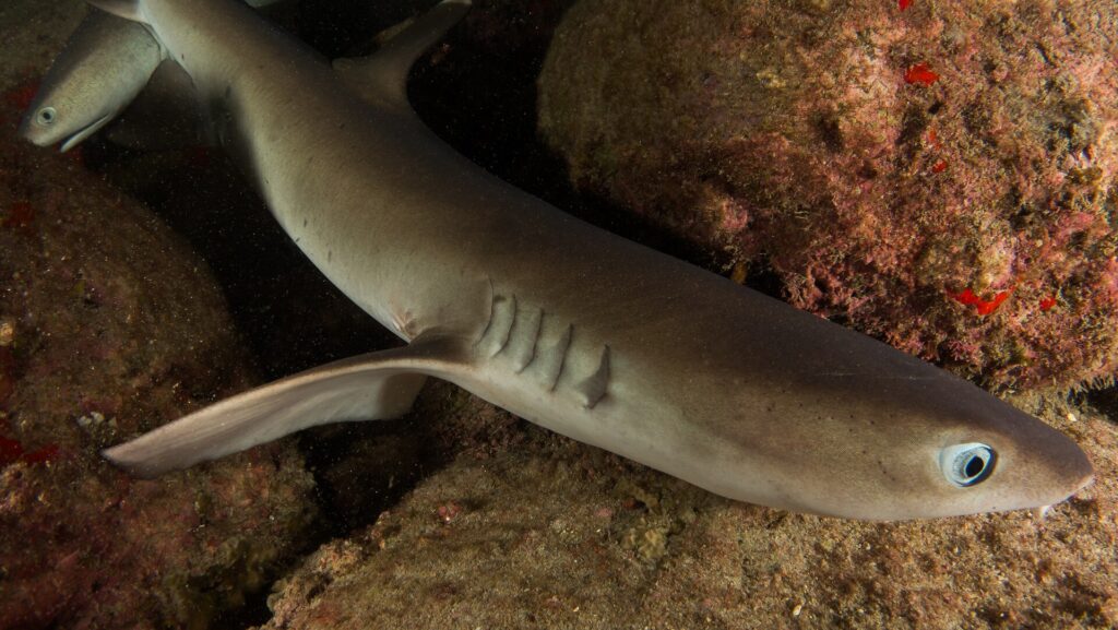 Primer plano de un tiburón de puntas blancas de arrecife posado entre rocas cubiertas de incrustaciones rosas y rojas, con el ojo claro y las hendiduras branquiales en primer plano, y la cabeza de un segundo tiburón arriba a la izquierda.
