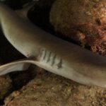 Primer plano de un tiburón de puntas blancas de arrecife posado entre rocas cubiertas de incrustaciones rosas y rojas, con el ojo claro y las hendiduras branquiales en primer plano, y la cabeza de un segundo tiburón arriba a la izquierda.