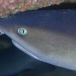 Primerísimo plano de la cabeza de un tiburón de puntas blancas de arrecife vuelta hacia la izquierda bajo un extraplomo rocoso cubierto de incrustaciones rosas y verdes, con el ojo claro de pupila vertical en el centro de la imagen.