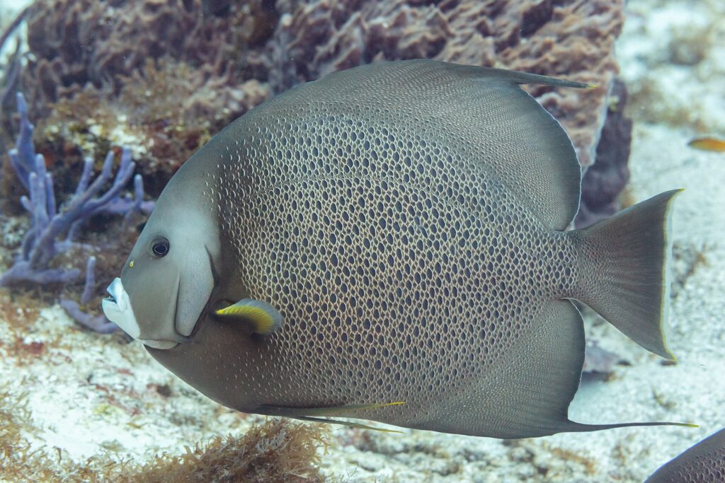 Un pez ángel gris de perfil, con las escamas bordeadas de claro como una red y la aleta pectoral amarilla, delante de una esponja violeta, en Cozumel