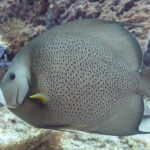 Un pez ángel gris de perfil, con las escamas bordeadas de claro como una red y la aleta pectoral amarilla, delante de una esponja violeta, en Cozumel