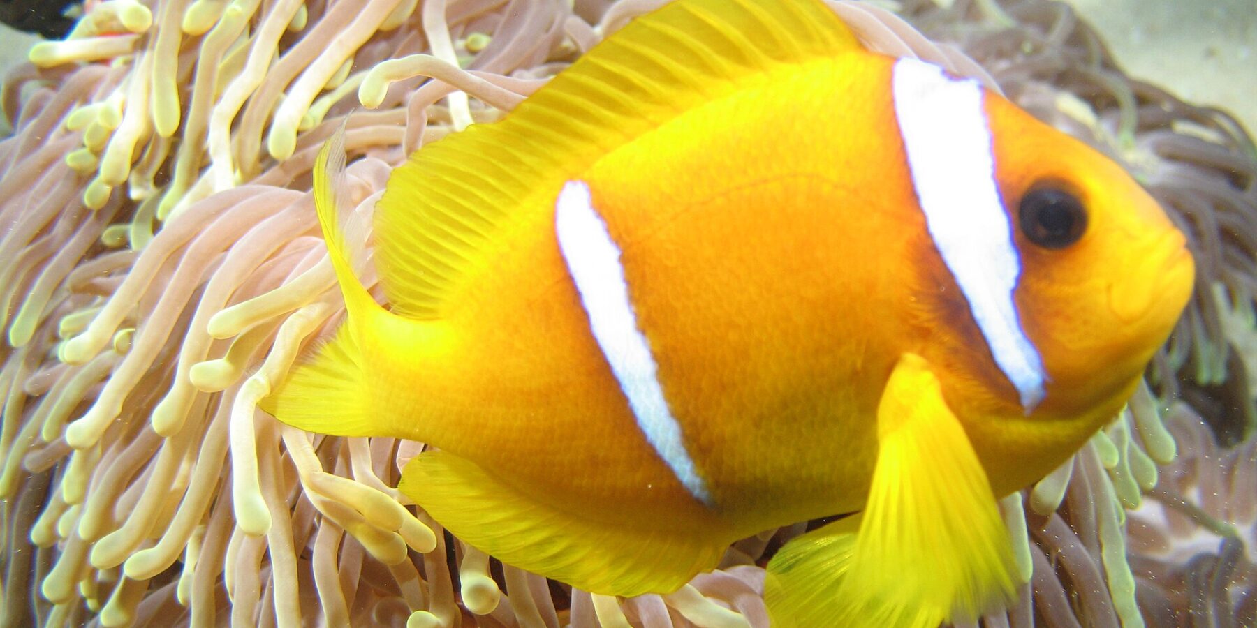 Un pez payaso del mar Rojo amarillo anaranjado, de perfil, con la cabeza a la derecha, delante de los largos tentáculos rosados con la punta amarilla de su anémona: dos bandas blancas, una justo detrás del ojo y otra en mitad del cuerpo