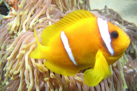 Un pez payaso del mar Rojo amarillo anaranjado, de perfil, con la cabeza a la derecha, delante de los largos tentáculos rosados con la punta amarilla de su anémona: dos bandas blancas, una justo detrás del ojo y otra en mitad del cuerpo