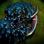 Dos peces payaso rosas vistos desde arriba en el borde de una gran anémona de tentáculos azulados y disco verde, junto a un pequeño camarón transparente