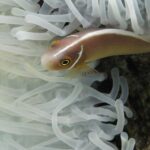 Un pez payaso rosa, con la cabeza a la izquierda, se desliza entre los tentáculos blancos de una anémona: cuerpo rosa anaranjado, una fina raya blanca que va del hocico a lo largo del dorso y una fina barra blanca justo detrás de la cabeza