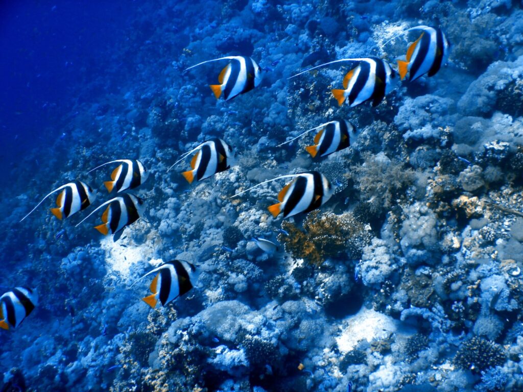 Una decena de peces bandera gregarios nadan en la misma dirección a lo largo de una ladera de coral, con los filamentos blancos tendidos hacia atrás