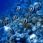 Una decena de peces bandera gregarios nadan en la misma dirección a lo largo de una ladera de coral, con los filamentos blancos tendidos hacia atrás