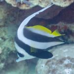 Un pez bandera común cabeza abajo delante de un saliente de coral, con el filamento blanco arqueado sobre el dorso y una gran pélvica negra redondeada bajo el vientre