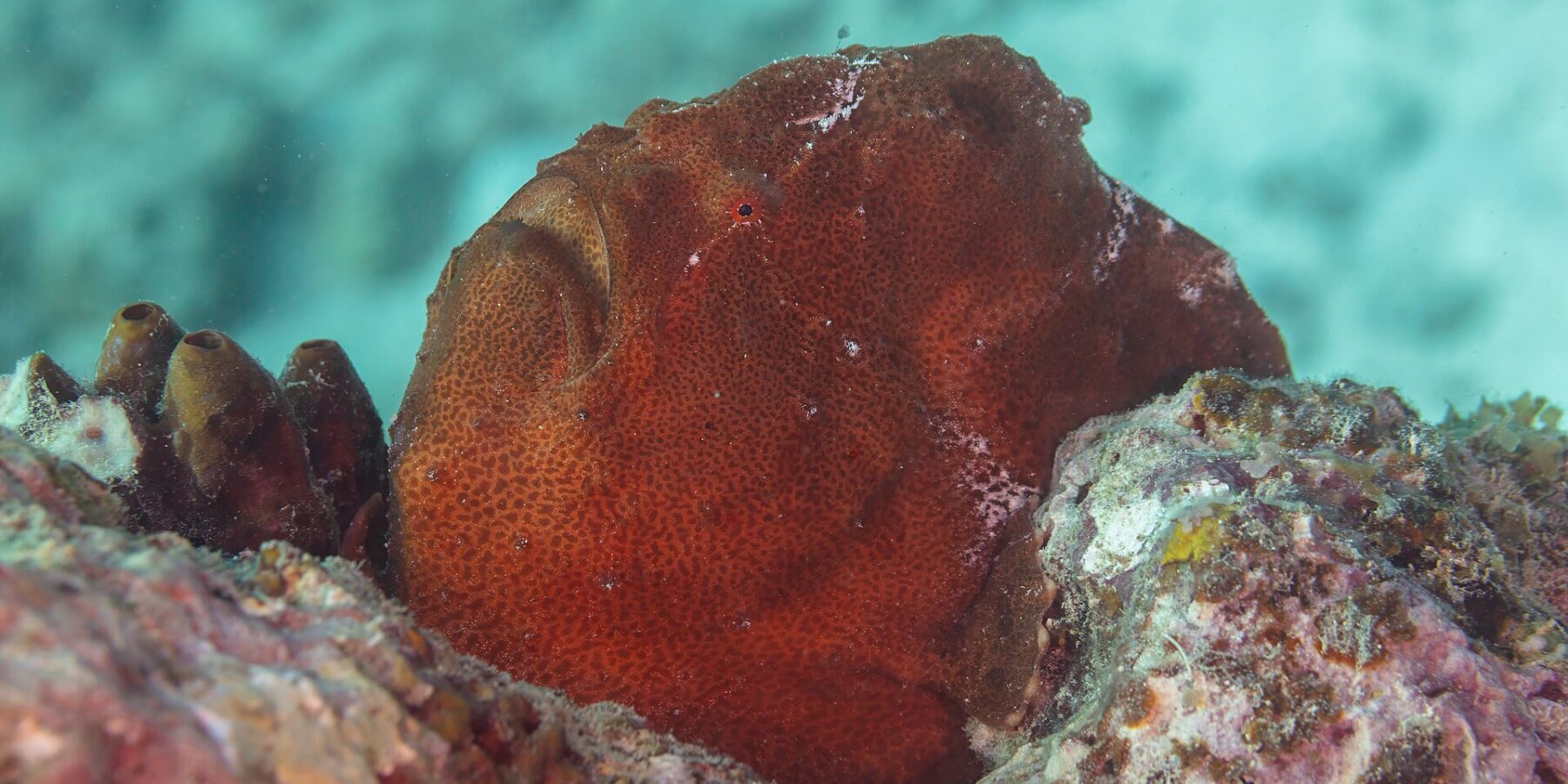 Un pez sapo gigante rojo óxido posado en el arrecife junto a unas ascidias, una masa redonda de piel granulosa, con la gran boca orientada hacia arriba y un ojo rojo diminuto