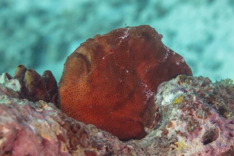 Un pez sapo gigante rojo óxido posado en el arrecife junto a unas ascidias, una masa redonda de piel granulosa, con la gran boca orientada hacia arriba y un ojo rojo diminuto