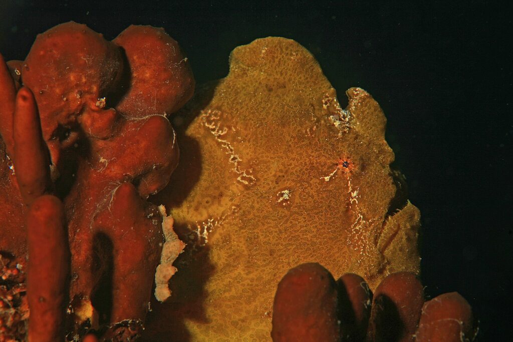 Un pez sapo gigante amarillo ocre pegado a unas esponjas rojas sobre fondo negro, con la piel granulosa como ellas y un pequeño ojo rodeado de rojo