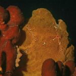 Un pez sapo gigante amarillo ocre pegado a unas esponjas rojas sobre fondo negro, con la piel granulosa como ellas y un pequeño ojo rodeado de rojo