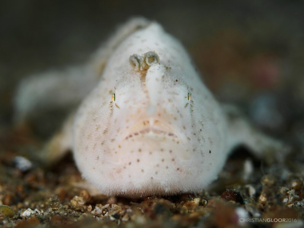 Un pez sapo blanco, finamente velludo y salpicado de puntos pardos, visto de frente sobre la arena, con su señuelo en forma de gusanito erguido sobre el hocico