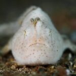 Un pez sapo blanco, finamente velludo y salpicado de puntos pardos, visto de frente sobre la arena, con su señuelo en forma de gusanito erguido sobre el hocico