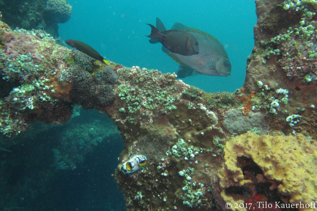 Un pez conejo marrón de puntos dorados pasa sobre una viga del Liberty cubierta de corales, ascidias y una esponja amarilla, con un nudibranquio en primer plano